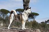 AKITA AMERICAIN 304